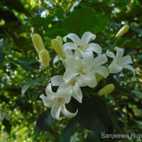 Murraya paniculata (L.) Jack